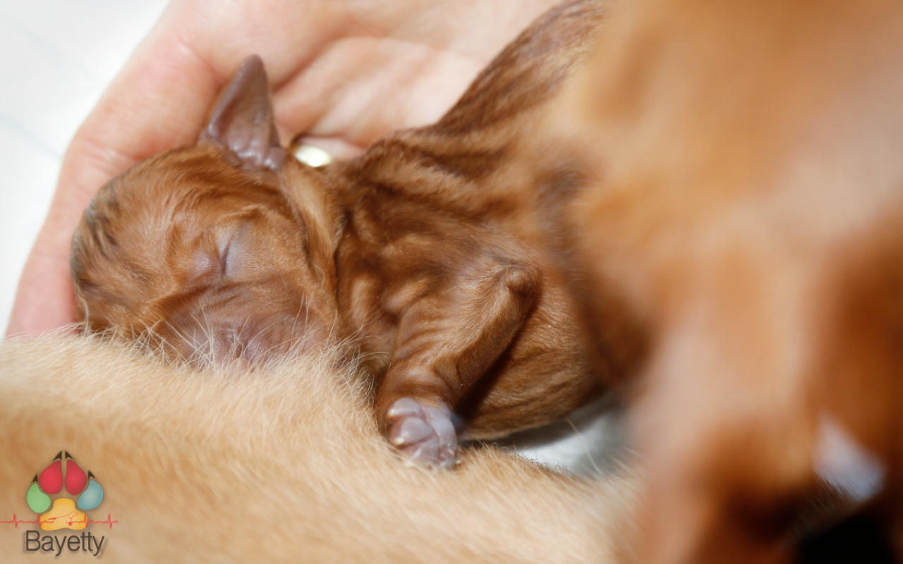 Desmond Bayetty chovatelská stanice maďarských ohařů krátkosrstých   Desmond Bayetty chovatelská stanice maďarských ohařů krátkosrstých